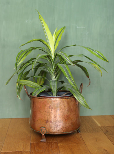 Large Arts & Crafts Copper Plant Pot.  Great example with excellent rope detailing on rim.  Height 260mm / Max Diameter 265mm