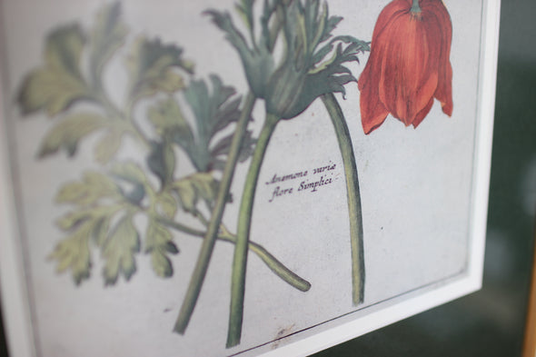 Pair of Botanical Prints