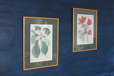 Pair of Botanical Prints