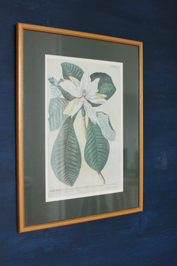 Pair of Botanical Prints