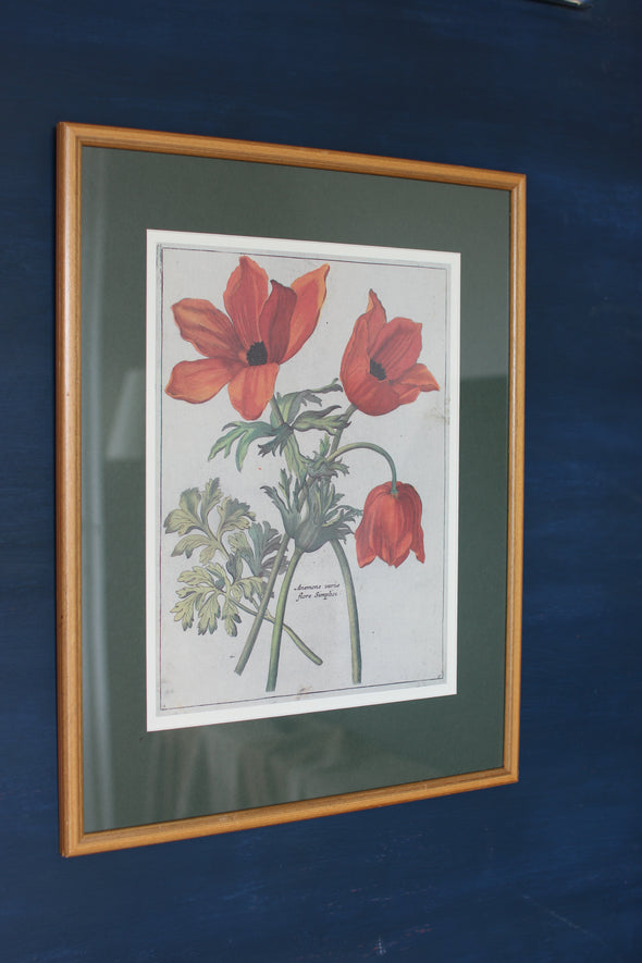 Pair of Botanical Prints