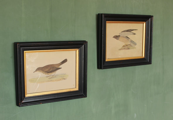 Antique bird printsThrush and Hen Harrier prints in deep black moulded frames with gilt slips.  Early to mid 20th century.  Very good condition. Ready to hang.  8 x 230 x 280mm 